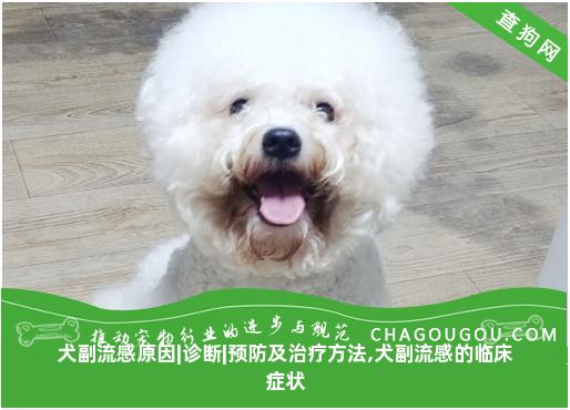 犬副流感原因|诊断|预防及治疗方法,犬副流感的临床症状